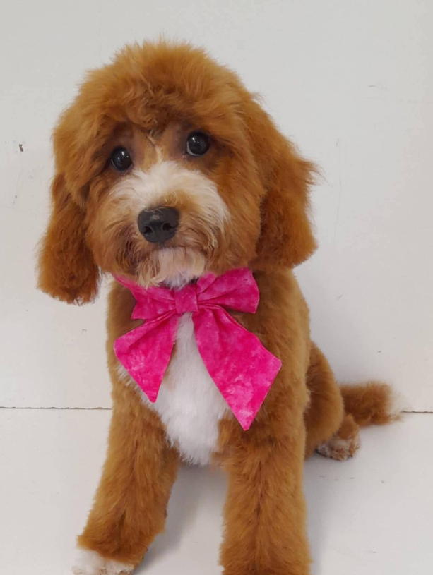 A freshly groomed brown and white dog wearing a bright pink bow